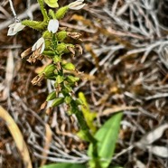 Cynorkis breviplectra ( Cynorkis constellata (Frapp) Schltr.flore des Mascareignes )     orchidaceae.endémique Réunion..jpeg
